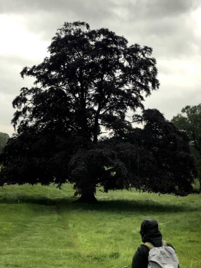 black tree